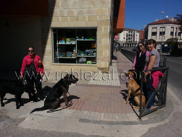 adiestramiento canino